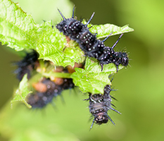 Der neue Blog-Beitrag "Eine fotografische Dokumentation der Schmetterlingsmetamorphose"