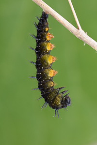 Leicht gekrümmt warten die Raupen auf ihre Verpuppung - ein Naturfoto.