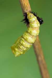Heftige Bewegung einer Tagpfauenauge-Raupe bei der Verpuppung - ein Naturbild