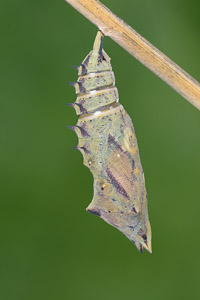 Naturfoto einer Tagpfauenauge-Puppe etwa einen Tag vor dem Schlupf. Deutlich sind die roten Flügel und eines der Augen erkennbar.