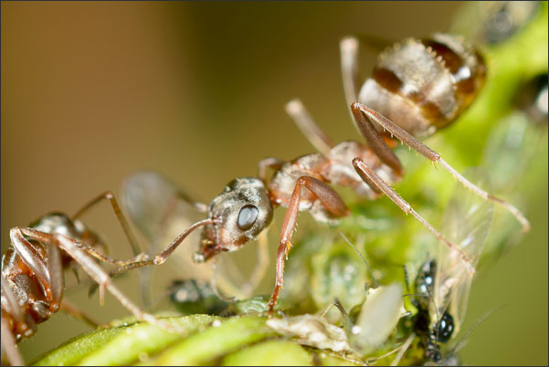 Ameisen auf einer Margerite mit 3-facher Vergr��erung.<br />Nikon D800E mit Zeiss Luminar II 63 mm an umgebautem Olympus Telescopic Auto Extension Tube 65-116 mm