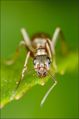 Portrait einer Ameise bei 3-facher Vergr��erung.<br />Nikon D800E mit Zeiss Luminar II 63 mm an umgebautem Olympus Telescopic Auto Extension Tube 65-116 mm