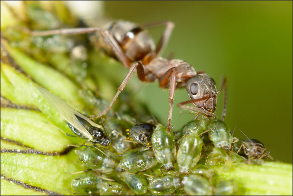 Eine Ameise beim Melken von Blattl�usen.<br />Nikon D800E mit Zeiss Luminar II 63 mm an umgebautem Olympus Telescopic Auto Extension Tube 65-116 mm