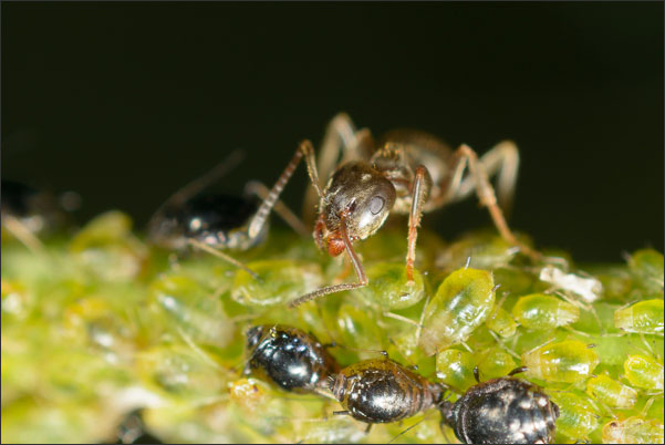 Ameise inspiziert Blattlauskolonie (3,3-fache Vergr��erung).<br />Nikon D800E mit Zeiss Luminar II 63 mm an umgebautem Olympus Telescopic Auto Extension Tube 65-116 mm