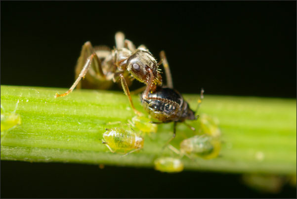Ameise stimuliert Blattlaus zur Abgabe von Zuckersaft (3,5-fache Vergr��erung).<br />Nikon D800E mit Zeiss Luminar II 63 mm an umgebautem Olympus Telescopic Auto Extension Tube 65-116 mm