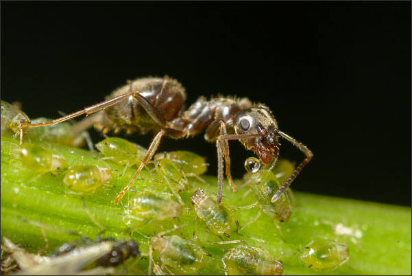 Ameise erntet Zuckersaft von einer Blattlaus (3,4-fache Vergr��erung).<br />Nikon D800E mit Zeiss Luminar II 63 mm an umgebautem Olympus Telescopic Auto Extension Tube 65-116 mm