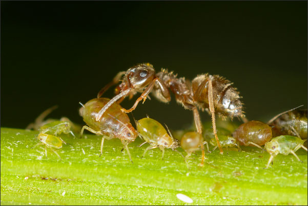 Ameise stimuliert Blattlaus zur Abgabe von Zuckersaft (3,5-fache Vergr��erung).<br />Nikon D800E mit Zeiss Luminar II 63 mm an umgebautem Olympus Telescopic Auto Extension Tube 65-116 mm
