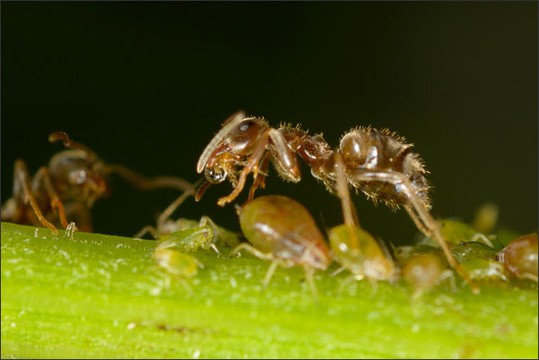 Ameise trinkt Zuckersaft von einer Blattlaus (3,5-fache Vergr��erung).<br />Nikon D800E mit Zeiss Luminar II 63 mm an umgebautem Olympus Telescopic Auto Extension Tube 65-116 mm