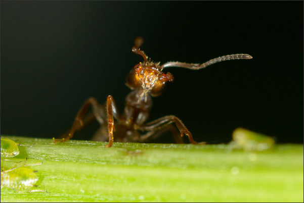 Ameisenportrait, die gerade "M�nnchen macht", mit ge�ffneten Mandibeln (4-fache Vergr��erung).<br />Nikon D800E mit Zeiss Luminar II 63 mm an umgebautem Olympus Telescopic Auto Extension Tube 65-116 mm