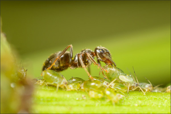 Ameise stimuliert Blattlaus zur Abgabe von Zuckersaft (3,5-fache Vergr��erung).<br />Nikon D800E mit Zeiss Luminar II 63 mm an umgebautem Olympus Telescopic Auto Extension Tube 65-116 mm