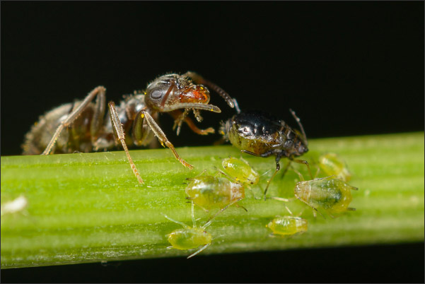 Ameise trinkt Zuckersaft von einer Blattlaus (3,4-fache Vergr��erung).<br />Nikon D800E mit Zeiss Luminar II 63 mm an umgebautem Olympus Telescopic Auto Extension Tube 65-116 mm