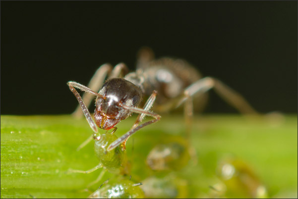 Ameise erntet Zuckersaft von einer Blattlaus (3-fache Vergr��erung).<br />Nikon D800E mit Zeiss Luminar II 63 mm an umgebautem Olympus Telescopic Auto Extension Tube 65-116 mm