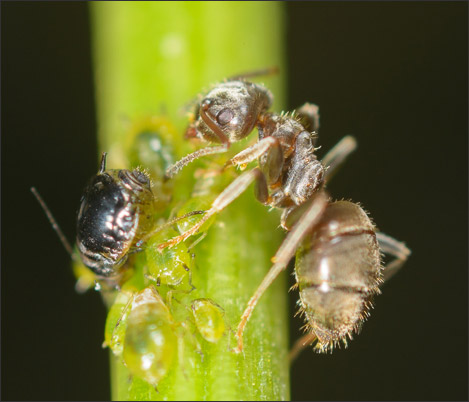 Eine Ameise bei einer Blattlaus (3-fache Vergr��erung).<br />Nikon D800E mit Zeiss Luminar II 63 mm an umgebautem Olympus Telescopic Auto Extension Tube 65-116 mm