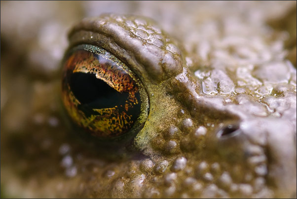 Erdkr�te (Bufo bufo) im Halbportrait. Aufgenommen knapp �ber der Wasseroberfl�che.<br />Nikon D200 mit AF-S Micro NIKKOR 105 mm 1:2,8G VR mit Zwischenringen