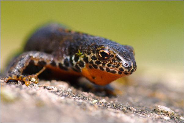 Makro-Portrait eines Bergmolch (Ichthyosaura alpestris). Aufgenommen am fr�hen Morgen.<br />Nikon D3x mit AF-S Micro NIKKOR 105 mm 1:2,8G VR