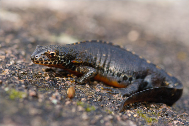 Ein Bergmolch (Ichthyosaura alpestris) beim Landgang. Aufgenommen am fr�hen MOrgen.<br />Nikon D3x mit AF-S Micro NIKKOR 105 mm 1:2,8G VR