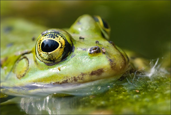 Makro-Portrait auf Augenh�he. Wasserfrosch (Rana esculenta).<br />Nikon D200 mit AF Micro NIKKOR 200 mm 1:4D ED