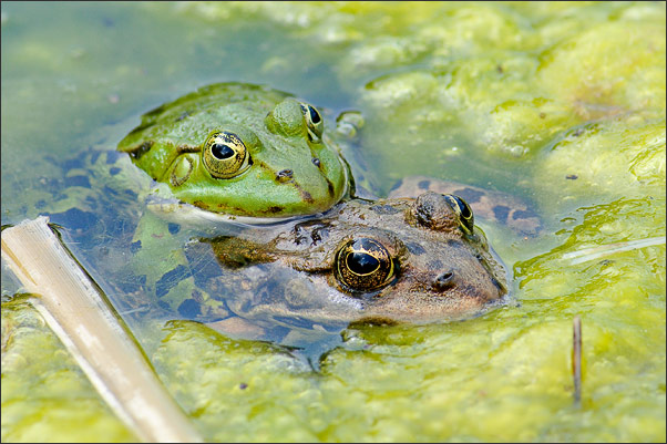 Zwei Wasserfr�sche (Rana esculenta) bei der Paarung.<br />Nikon D3x mit AF-S Micro NIKKOR 105 mm 1:2,8G VR mit TC-14e II