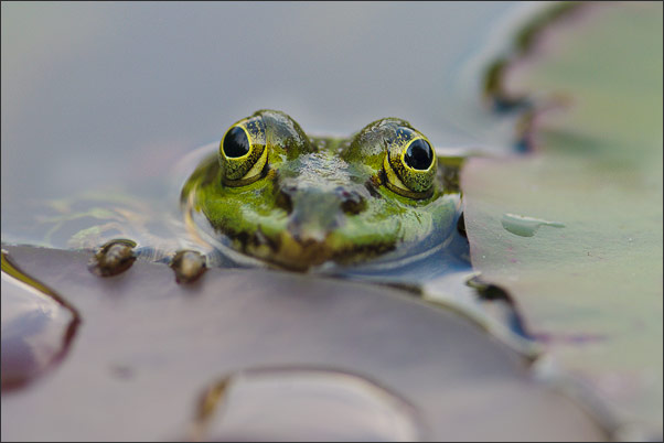 Guck mal da! Ein Wasserfr�sche (Rana esculenta) linst zwischen zwei Teichrosenbl�ttern hervor.<br />Nikon D3x mit AF-S Micro NIKKOR 105 mm 1:2,8G VR mit TC-14e II