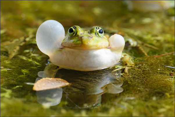 Unsymmetrischer Wasserfr�sche (Rana esculenta) - zumindest beim Rufen.<br />Nikon D3x mit AF-S Micro NIKKOR 105 mm 1:2,8G VR mit TC-14e II