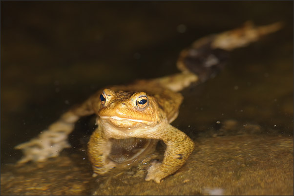 Mitten in der Nacht fotografierte ich diese Erdkr�te (Bufo bufo).<br />Nikon D3x mit AF-S Micro NIKKOR 105 mm 1:2,8G VR