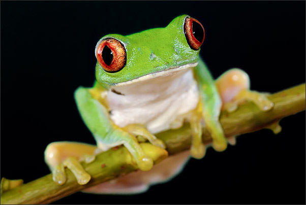 Schau mir in die Augen! Ein nachtaktiver Rotaugenlaubfrosch aus Costa Rica.<br />Nikon D200 mit AF Micro NIKKOR 200 mm 1:4D ED