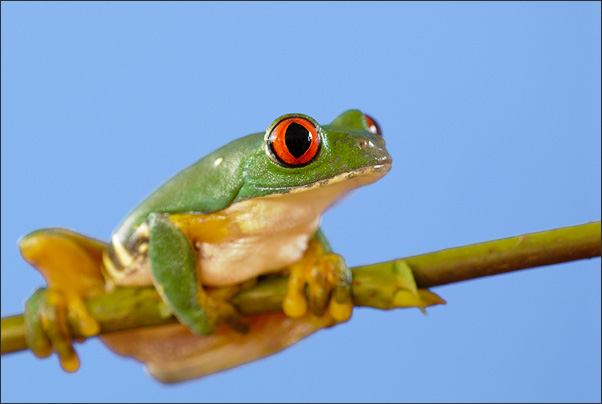 Aufgeweckt. Ein nachtaktiver Rotaugenlaubfrosch vor Himmel freigestellt.<br />Nikon D200 mit AF Micro NIKKOR 200 mm 1:4D ED