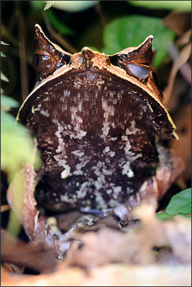 Zugezwinkert! Ein Zipfelfrosch (Megophrys nasuta).<br />Nikon D3 mit AF-S Micro NIKKOR 105 mm 1:2,8G VR