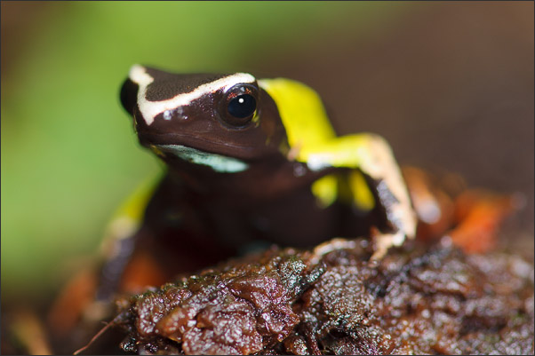 Ein Madagaskar-Buntfrosch (Mantella madagascariensis oder Mantella baroni).<br />Nikon D700 mit AF-S Micro NIKKOR 105 mm 1:2,8G VR mit TV-14e II