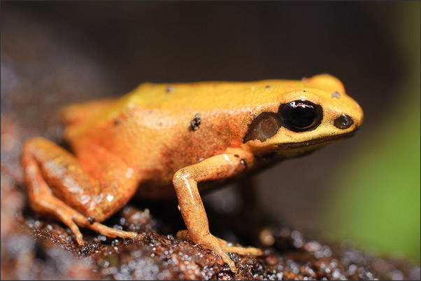 Kleiner H�pfer aus Madagaskar. Ein Madagaskar-Buntfrosch (Mantella milotympanum)<br />Nikon D700 mit AF-S Micro NIKKOR 105 mm 1:2,8G VR