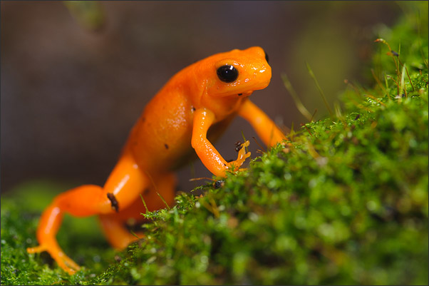Eon Goldfr�schchen (Mantella aurantiaca) aus Madagaskar auf der Jagd nach einer Assel.<br />Nikon D700 mit AF-S Micro NIKKOR 105 mm 1:2,8G VR mit TV-14e II