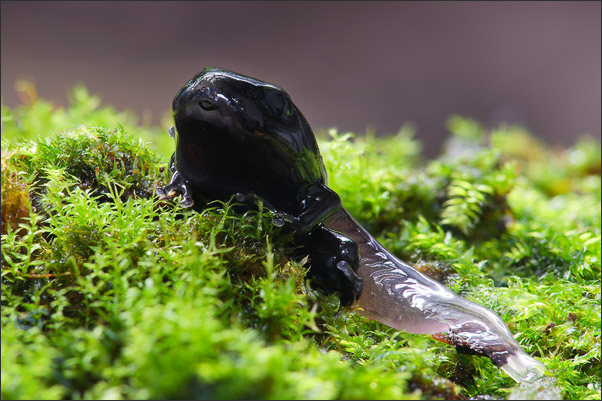 Deep Focus Fusion einer Kaulquappe eines Goldfr�schchen (Mantella aurantiaca) aus Madagaskar.<br />Nikon D700 mit AF-S Micro NIKKOR 105 mm 1:2,8G VR mit TV-14e II