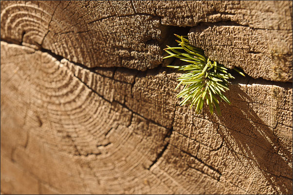 Aus Tot wird Leben. Dieser gef�llte Baum schl�gt  nochmals aus, was einen interessanten Farbtupfer ergab.<br />Nikon D3x mit AF-S NIKKOR 24-70 mm 1:2,8G ED
