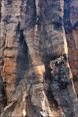 Verbrannte Borke im Streiflicht.<br />Nikon D3x mit AF-S NIKKOR 24-70 mm 1:2,8G ED