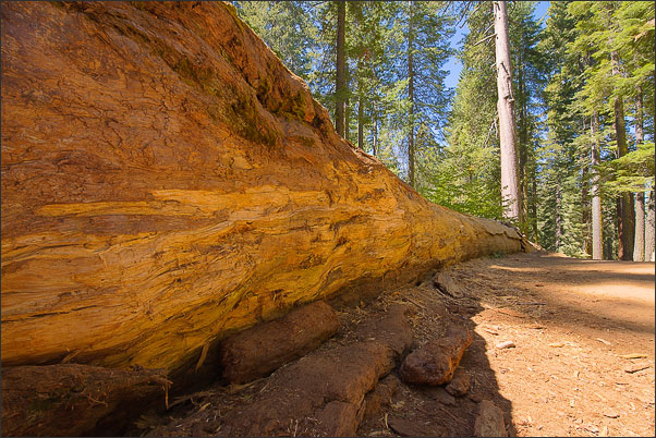 Ein umgest�rzter Riesenmammutbaum (Sequoiadendron giganteum) in der Tuolumne Grove, Kalifornien (USA).<br />Nikon D3x mit AF-S NIKKOR 14-24 mm 1:2,8G ED