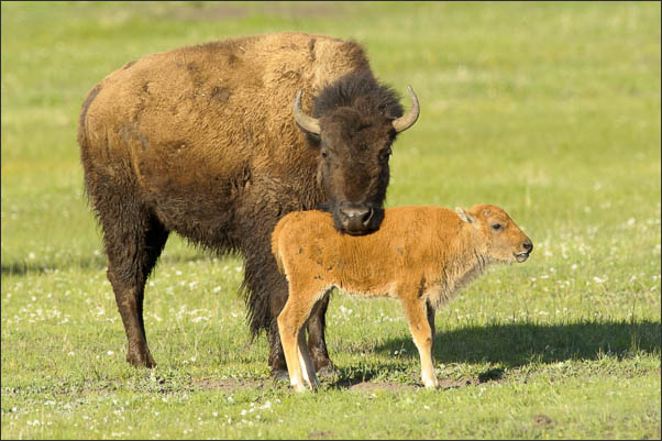 Amerikanischer Bison (Bison bison) mit Kalb im Yellowstone Nationalpark (USA).<br />Nikon D3s mit AF-S NIKKOR 500 mm 1:4G ED VR und TC-14e II