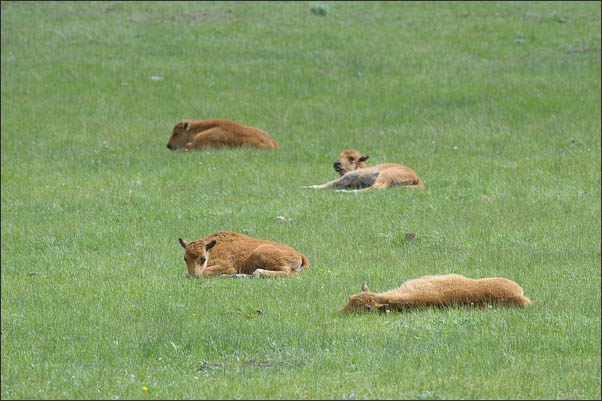 K�lbern des amerikanischen Bisons (Bison bison) im Yellowstone Nationalpark (USA).<br />Nikon D3s mit AF-S NIKKOR 500 mm 1:4G ED VR