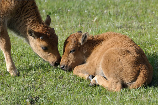 Zwei K�lber des amerikanischen Bisons (Bison bison) im Yellowstone Nationalpark (USA).<br />Nikon D3x mit AF-S NIKKOR 500 mm 1:4G ED VR