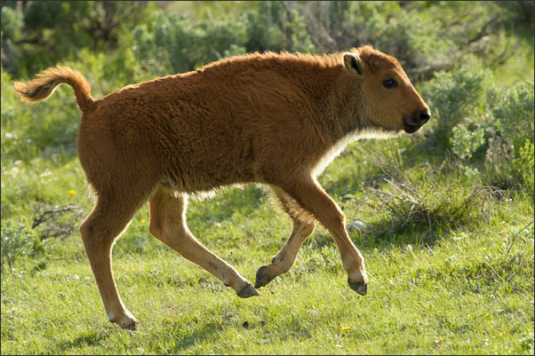 Kalb des amerikanischen Bisons (Bison bison) im Lauf im Yellowstone Nationalpark (USA).<br />Nikon D3s mit AF-S NIKKOR 500 mm 1:4G ED VR und TC-14e II