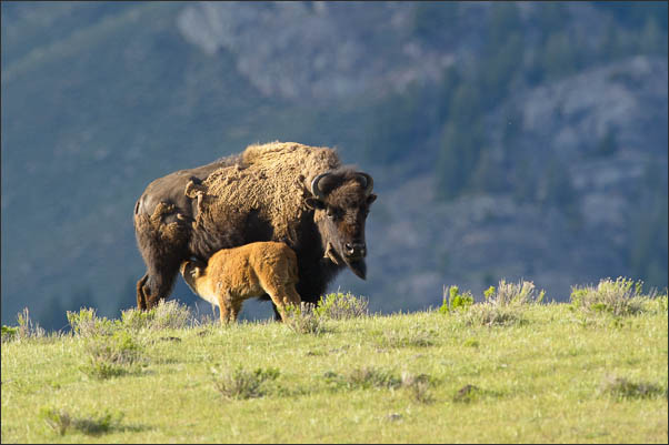 Amerikanischer Bison (Bison bison) mit Kalb im Yellowstone Nationalpark (USA).<br />Nikon D3s mit AF-S NIKKOR 500 mm 1:4G ED VR und TC-14e II