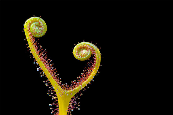 Herz. Die Blattknospe eines Sonnentaus.<br />Nikon D3x mit AF-S Micro NIKKOR 105 mm 1:2,8G VR mit TC-14e II