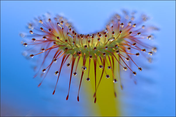 Das Blatt eines Sonnentaus bei 2-facher Vergr��erung gegen den Himmel freigestellt.<br />Nikon D3x mit AF-S Micro NIKKOR 105 mm 1:2,8G VR mit TC-20e III