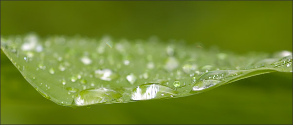 Geschwungenes Blatt mit Tautropfen.<br />Nikon D200 mit AF Micro NIKKOR 105 mm 1:2,8D
