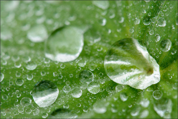 Nach dem Regen! Blattdetails mit Regentropfen.<br />Nikon D3 mit AF Zoom Micro Nikkor 70-180 mm 1:4,5-5,6D ED