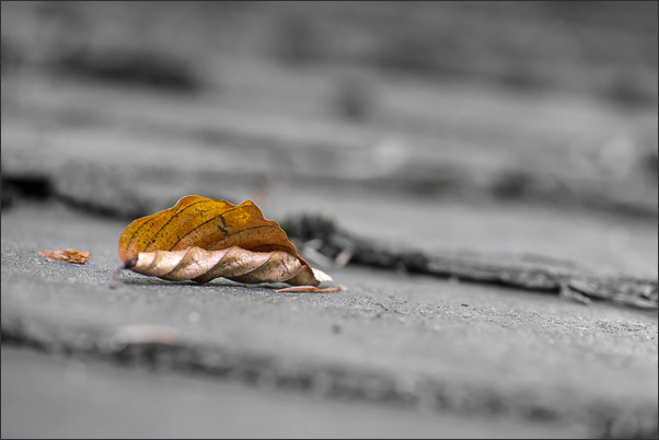 Verwelktes Blatt. Bis auf die warmen Farbt�be wurden alle Farben ents�ttigt, so dass das tote Blatt betont wird.<br />Nikon D3x mit AF-S Micro NIKKOR 105 mm 1:2,8G VR