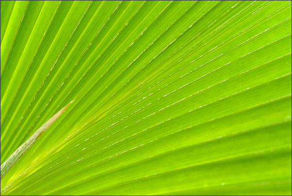 Palmwedel im Gegenlicht.<br />Nikon D200 mit AF Micro NIKKOR 60 mm 1:2,8D