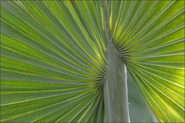 Palmwedel im Gegenlicht. Der Blattansatz bringt Abwechslung durch seine Asymmetrie.<br />Nikon D3x mit AF-S Micro NIKKOR 105 mm 1:2,8G VR mit TC-14e II