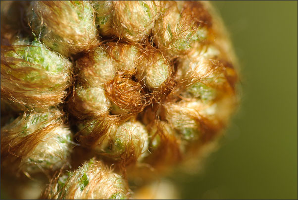 Blattknospe eines Farns im Abendlicht.<br />Nikon D200 mit AF Micro NIKKOR 200 mm 1:4D ED