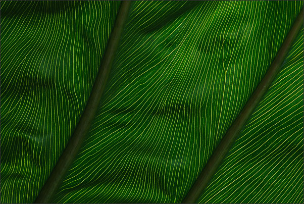 Blattadern im Gegenlicht. Durch eine geschickte Anordnung der Lichtquellen wurde die Wellung des Blatts hervorgehoben.<br />Nikon D200 mit AF-S Micro NIKKOR 105 mm 1:2,8G VR