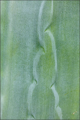 Abdruck zweier Sukkulentenbl�tter auf einem dritten Blatt.<br />Nikon D3x mit AF-S Micro NIKKOR 105 mm 1:2,8G VR